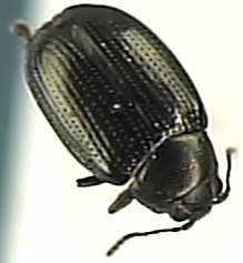 Chaetocnema concinna